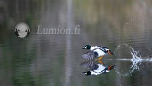 Telkkä nousee lentoon järven pinnalta, veden roiskeet ja heijastus näkyvät.