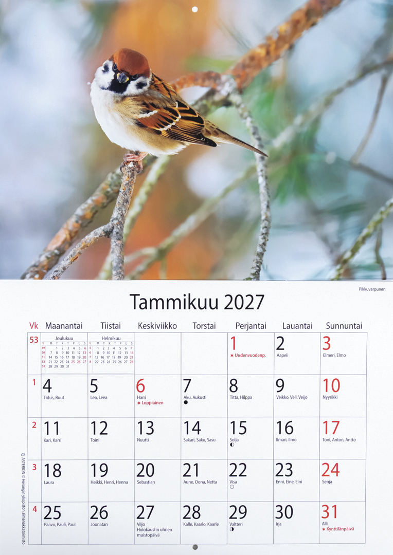 Linnut 2027 seinäkalenterin tammikuun sivu, pikkuvarpunen