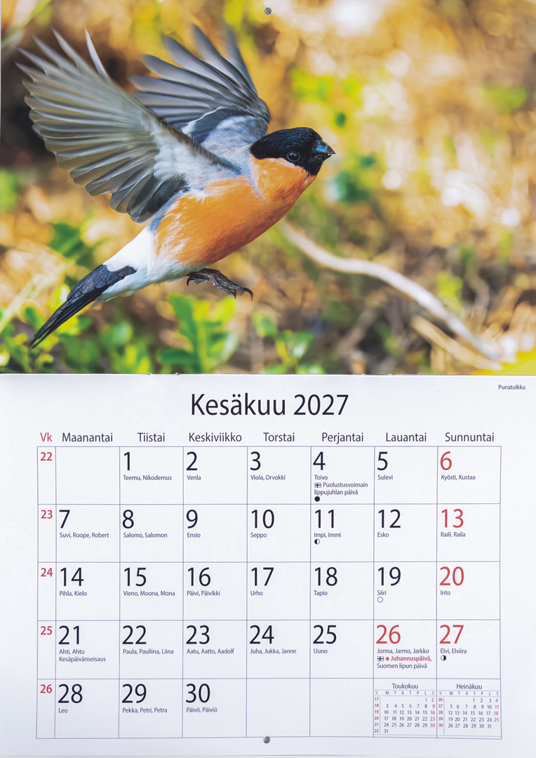 Linnut 2027 seinäkalenterin kesäkuun sivu, punatulkku lennossa