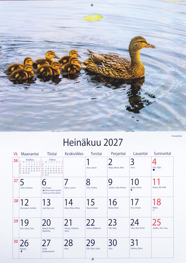 Linnut 2027 seinäkalenterin heinäkuun sivu, sinisorsa ja poikaset