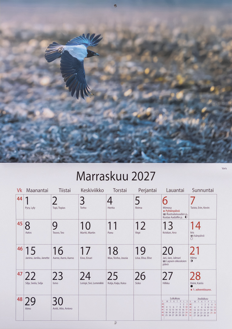 Linnut 2027 seinäkalenterin marraskuun sivu, varis lennossa